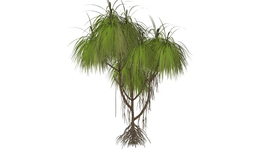 Pândano 2 (Pandanus veitchii)