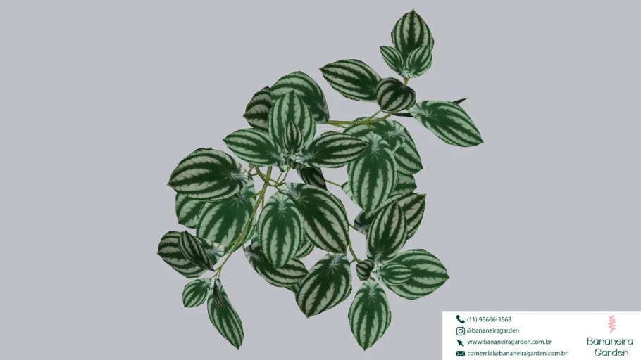 PLANTA PEPEROMIA PENDENTE