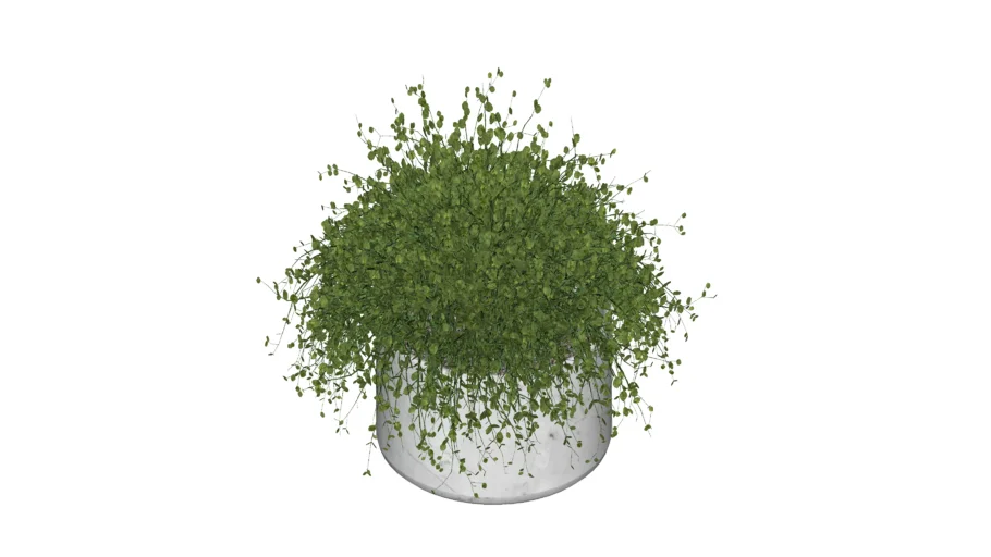 Vaso com Planta