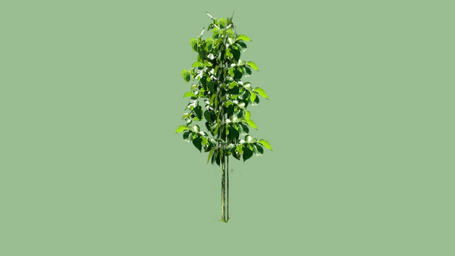 Pohon