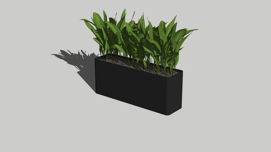 plant