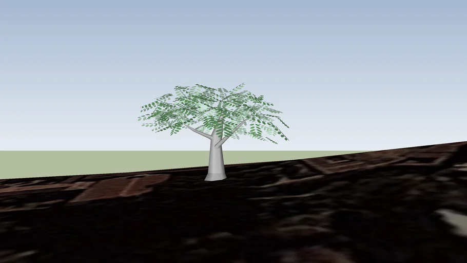 Arbol Milenario de Cedro