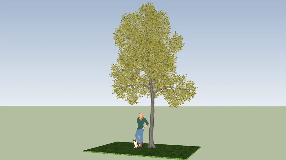 Tilia Cordata