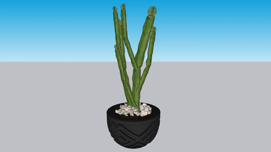 Cacto