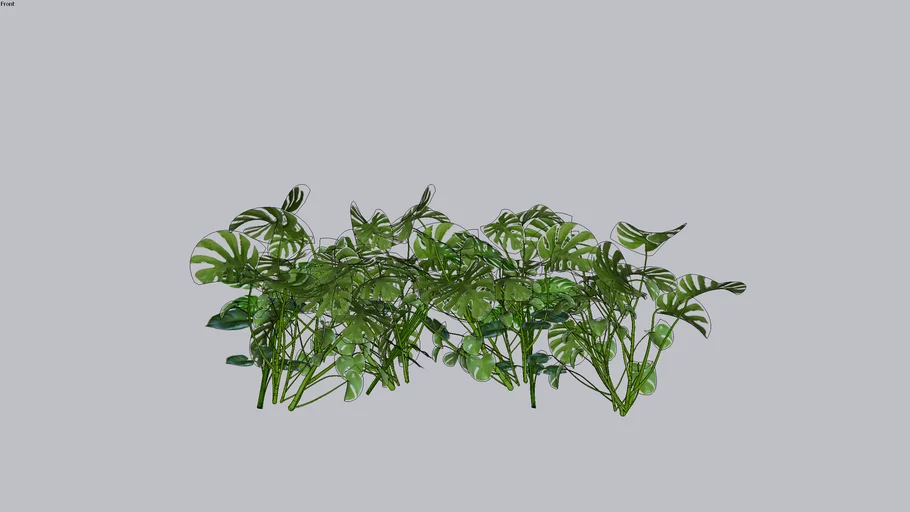 Costela de adão orgânica (Monstera deliciosa)