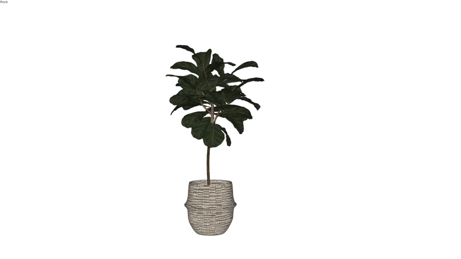 Plant