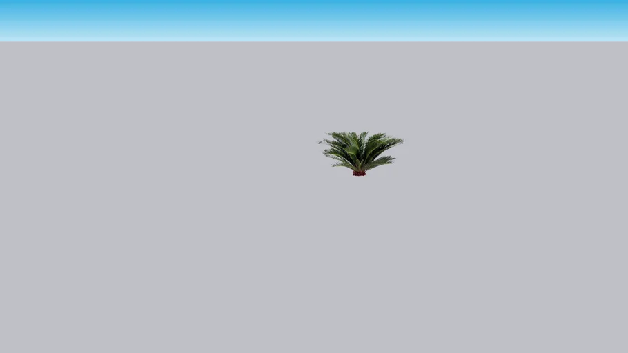 Cycas revoluta - Palm - Sago