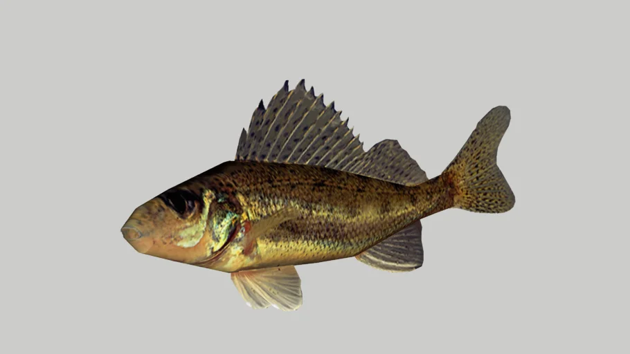 Ruff fish - Kiiski