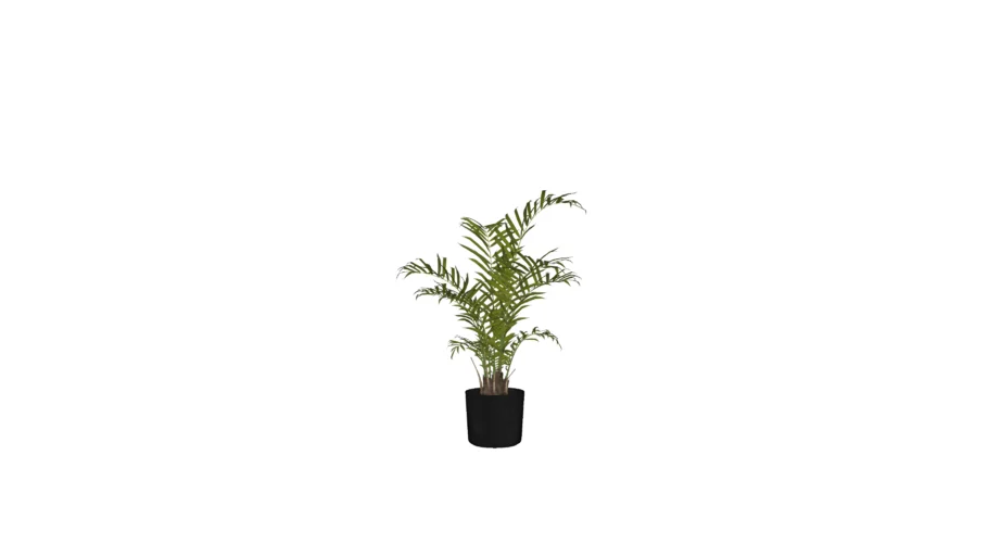 Palmeira de vaso - Palm
