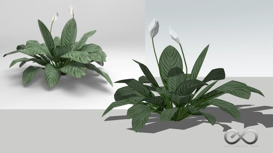 Spathiphyllum Wallis "Peace Lily"