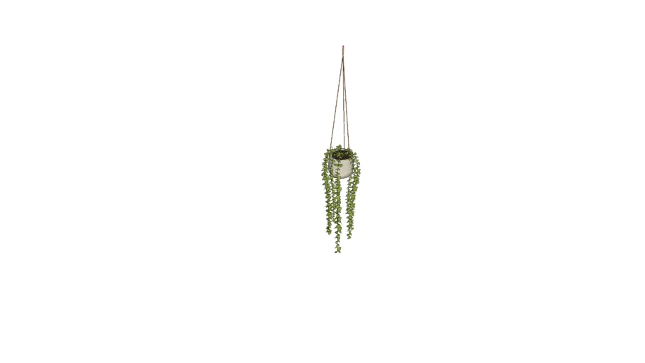 Hanging jar with plant
