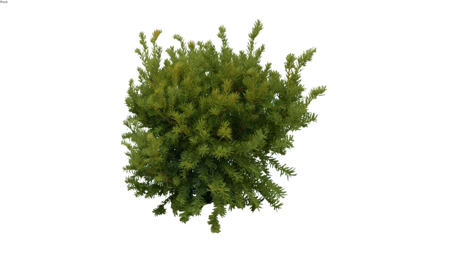 Shrubs-Pine0