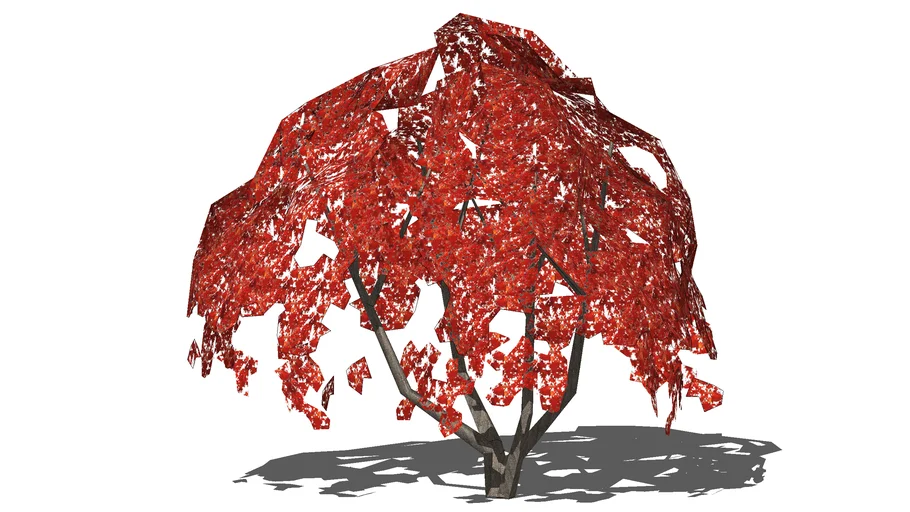 Tree - Deciduous - Acer palmatum