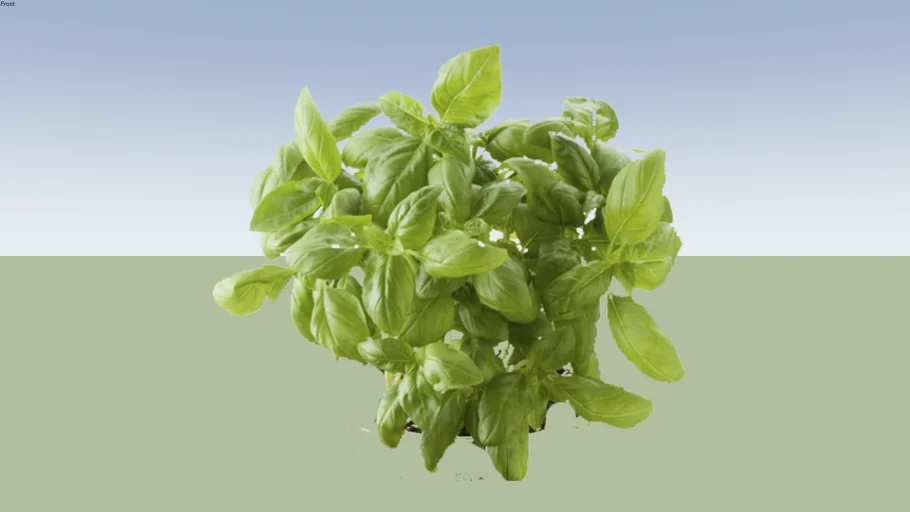OCIMUM BASILICUM - AHALBACA