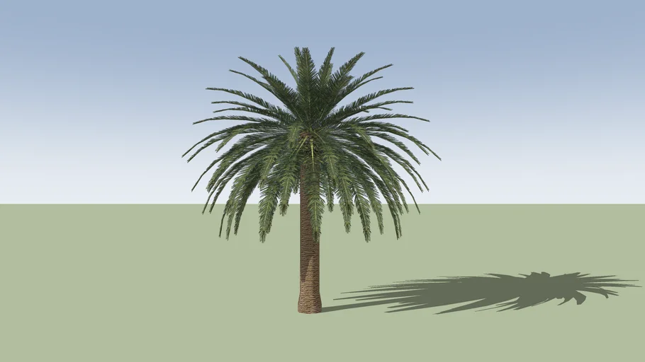 Phoenix  dactylifera
