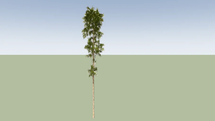 Spotted Gum (Corymbia maculata)_2