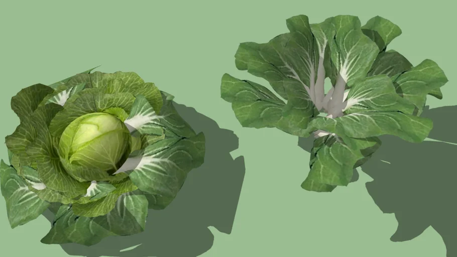 rau xanh | 3D Warehouse