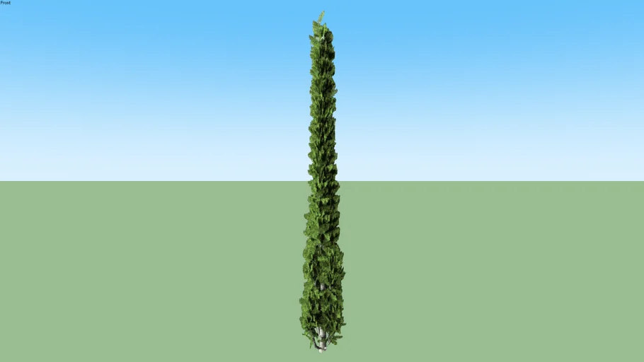 Cypress Italian Cupressus sempervirens