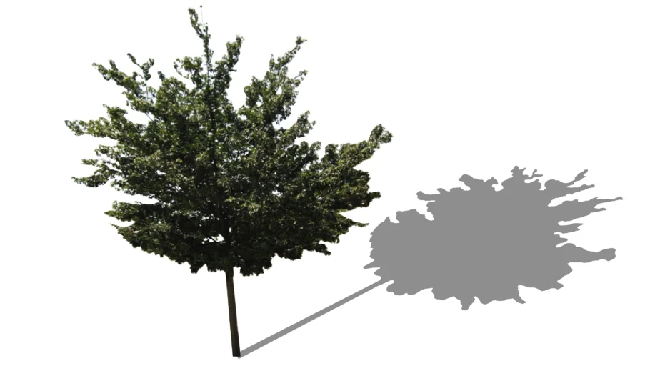 Zelkova - Zelkova serrata