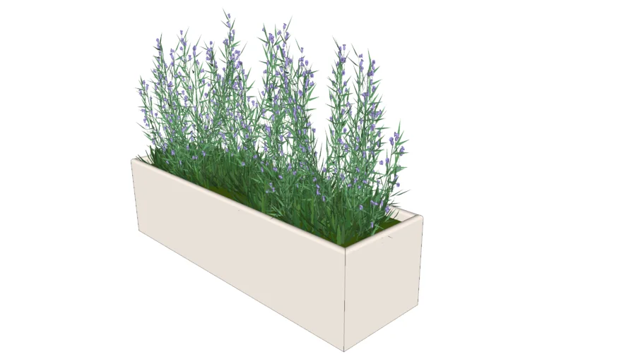 plant