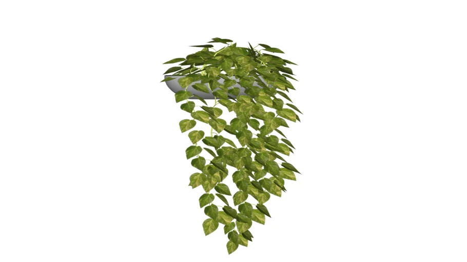 planta colgante