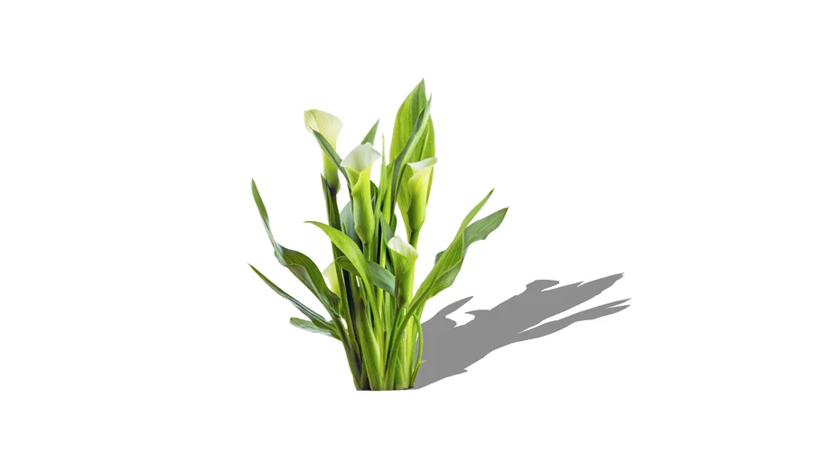 Giant White Calla Lily (Zantedeschia aethiopica)
