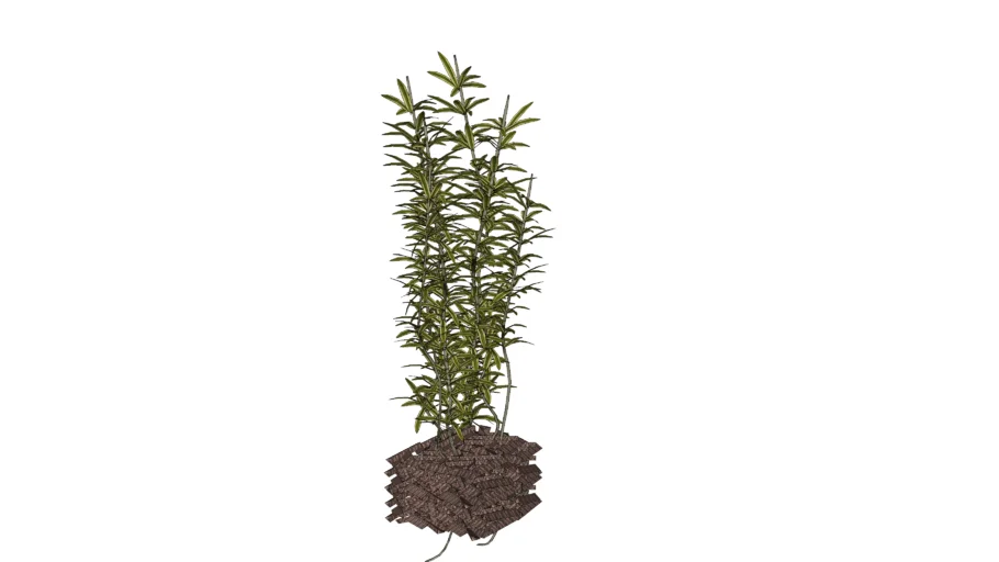 Dracena
