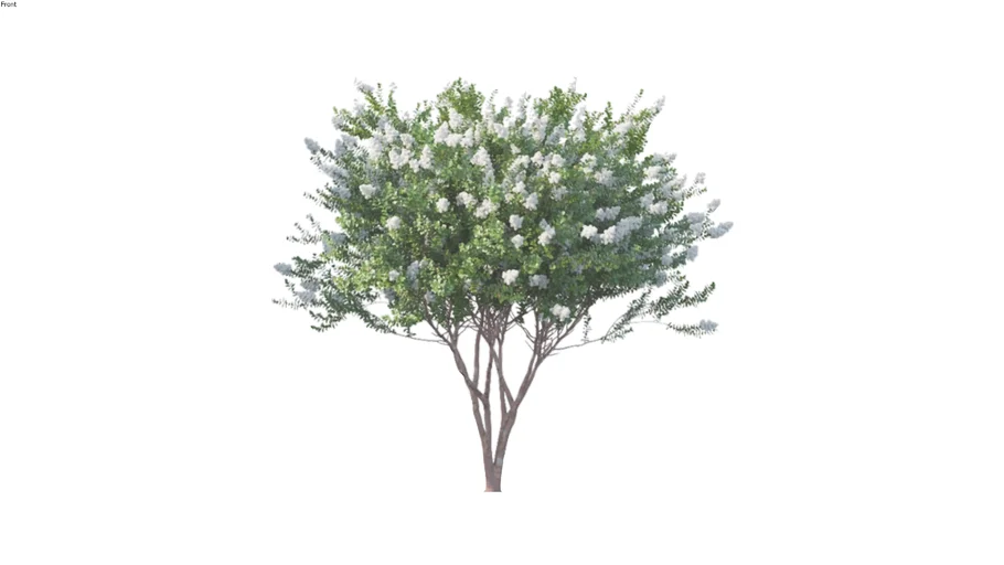 Crepe Myrtle - 2D Medium Tree