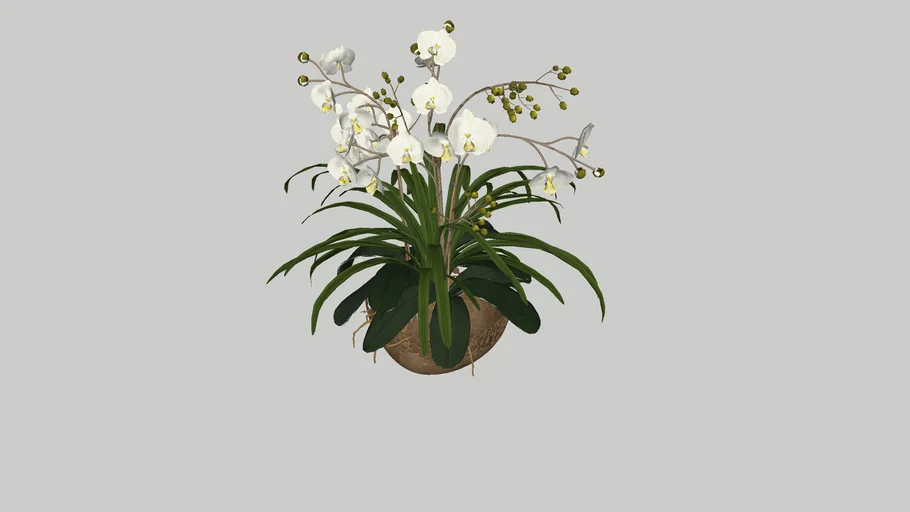 VASO-orchid