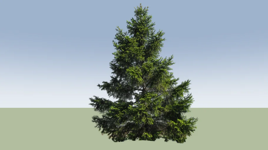 Vancouver Fir