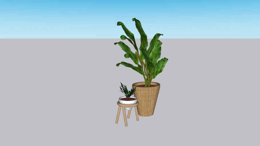 banana plant 