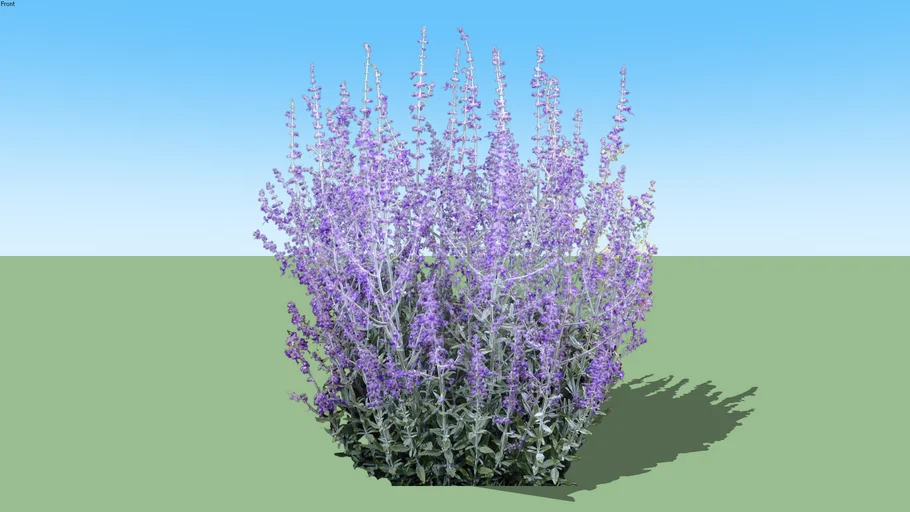 Perovskia -  Russian sage - violet plant
