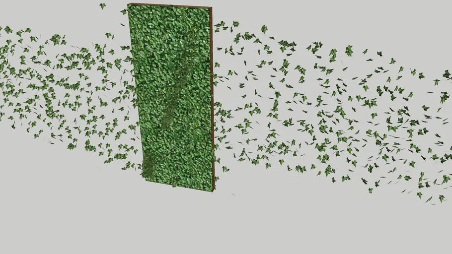 wand klimop