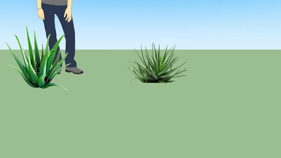 lidah buaya / aloe vera