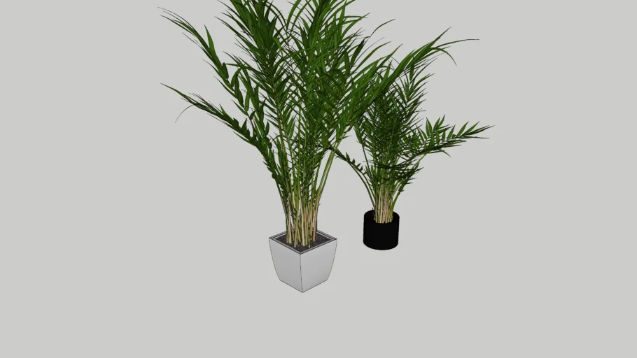 Areca Palm