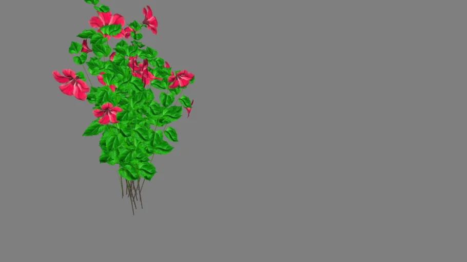 star Hibiscus 
