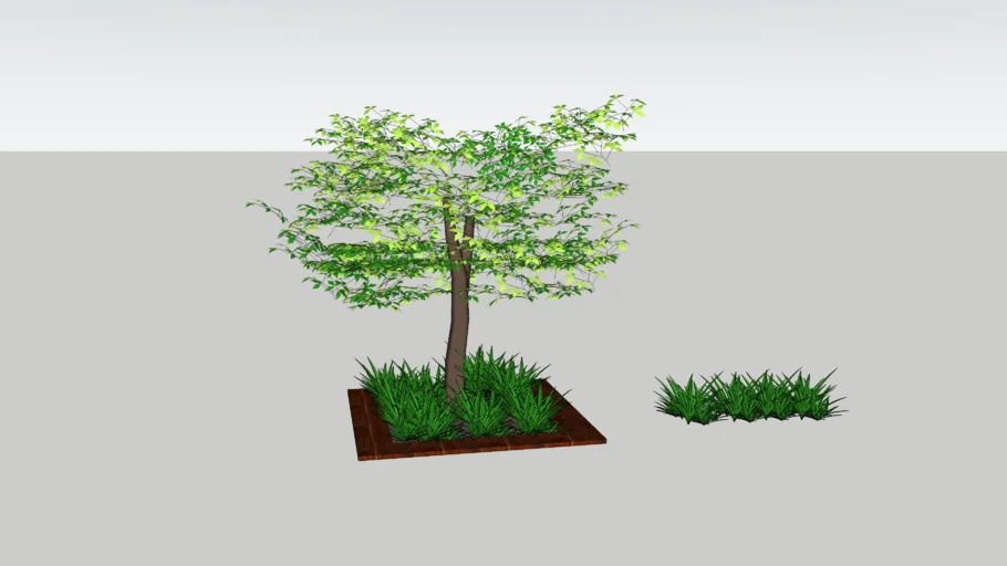 arbol