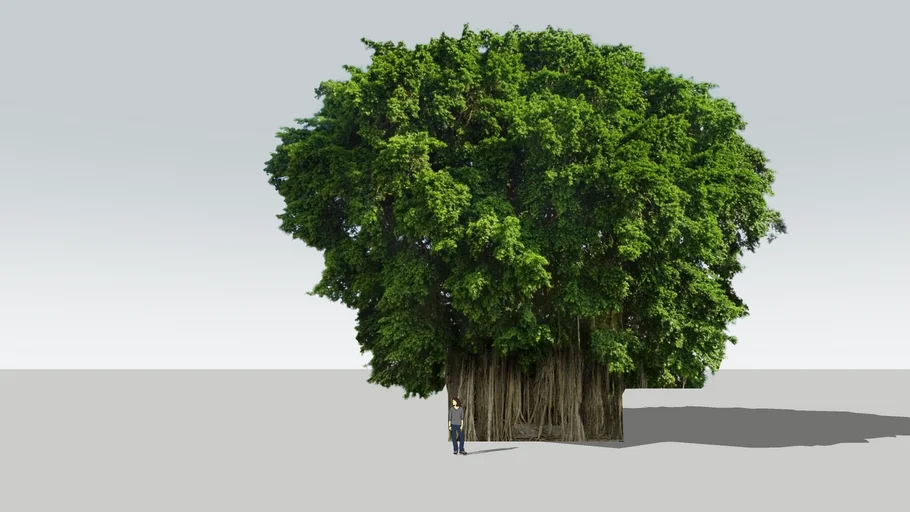 large banyan tree