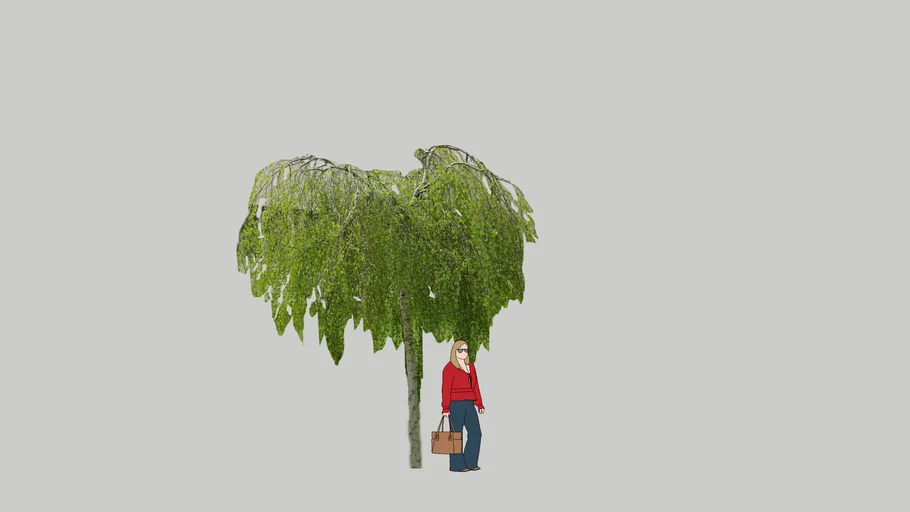 Betula pendula  Youngii Brzoza