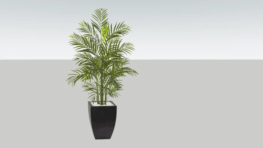 Planta Vaso