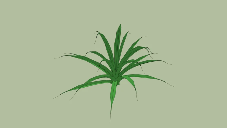 Squid Agave