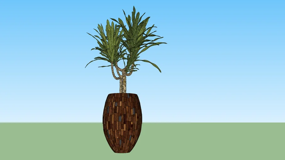 DRACENA