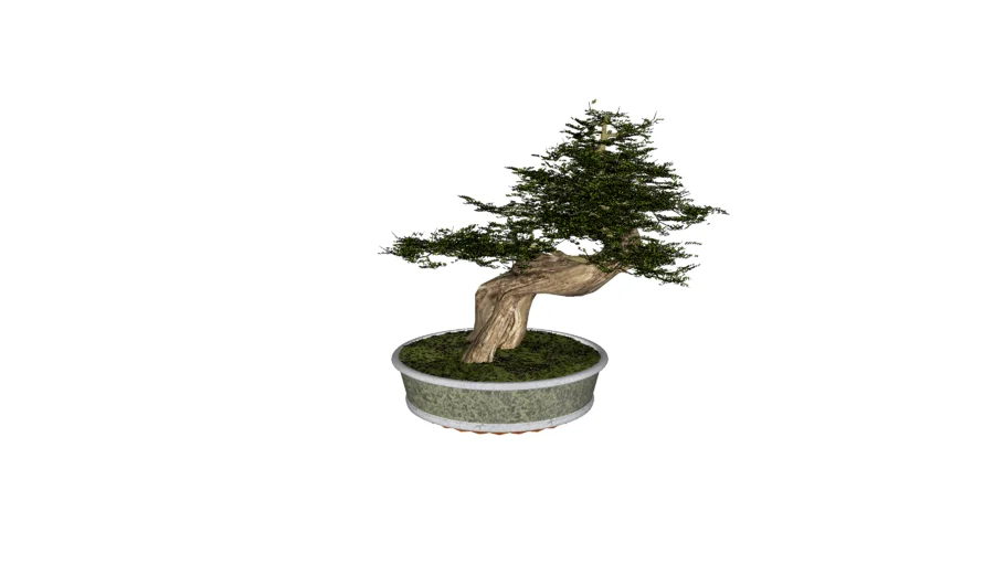 Bonsai 