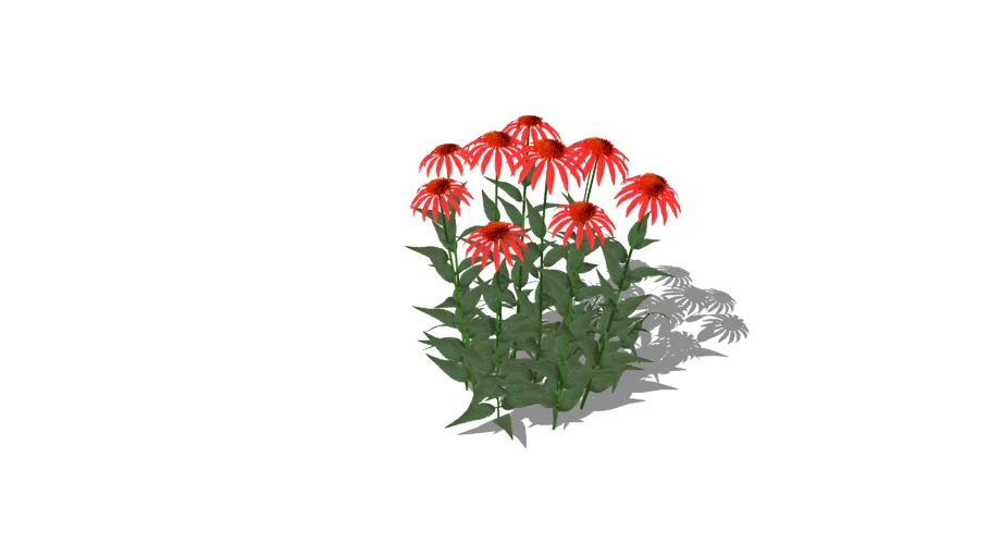 Big Sky Sundown Coneflower