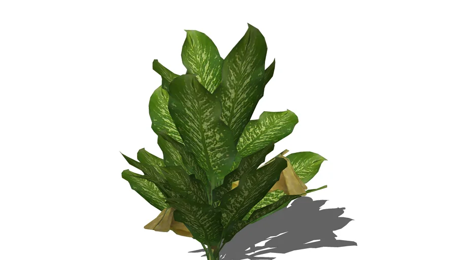 Sri Rejeki - Chinese Evergreen (Aglaonema)