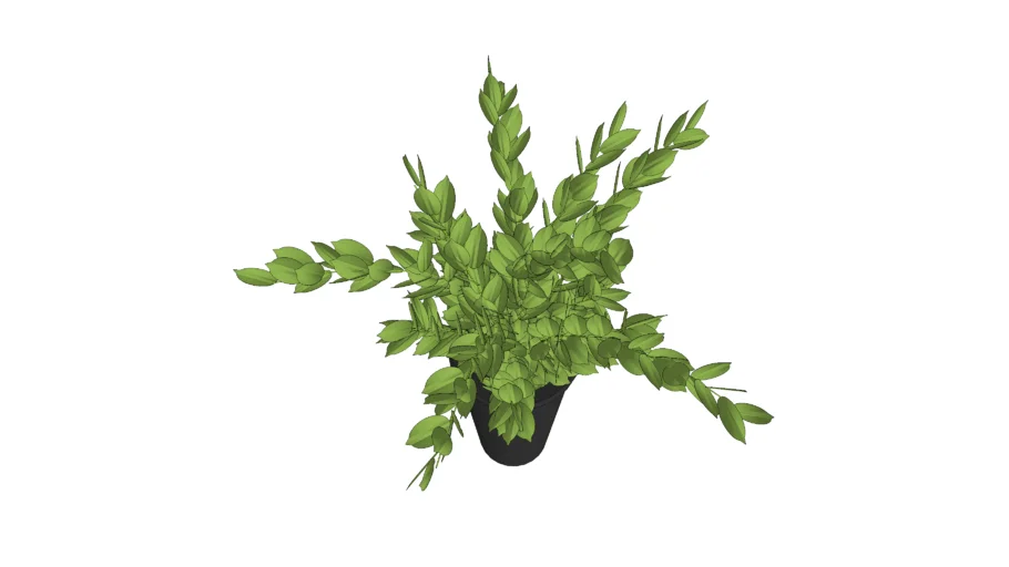 vase plant