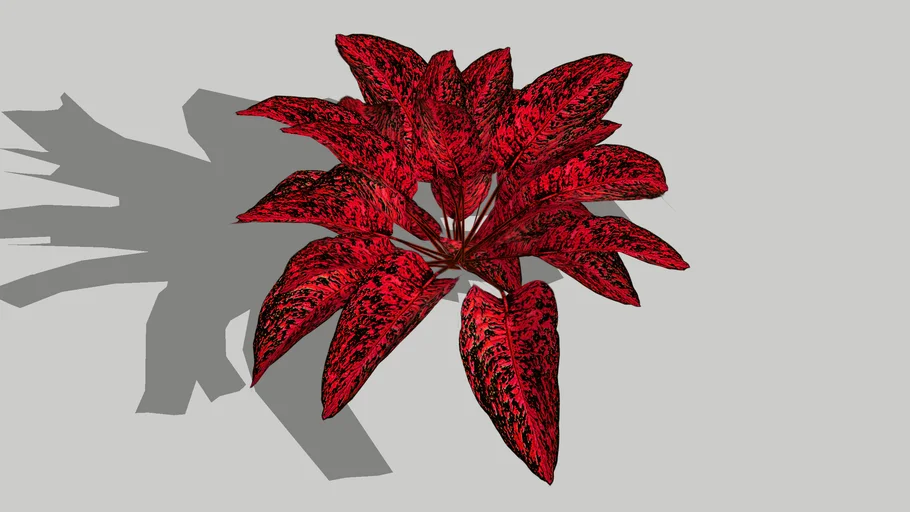 aglaonema merah