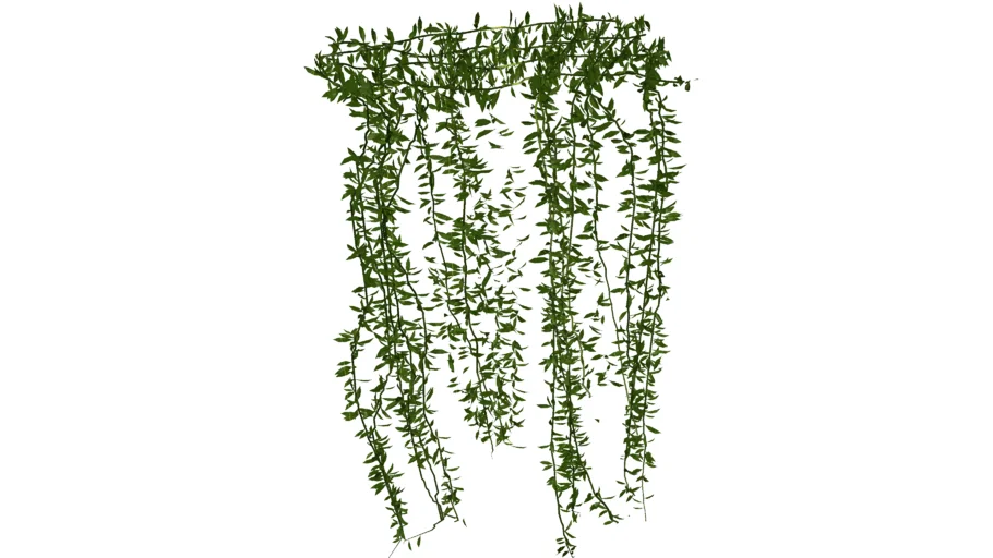 Cây cúc tần