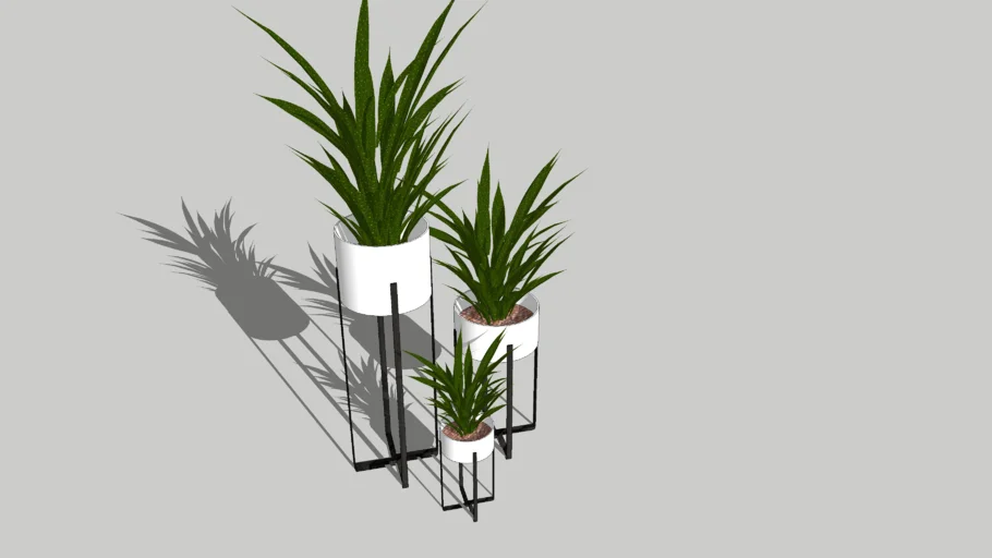 indoor plant -  decoration
