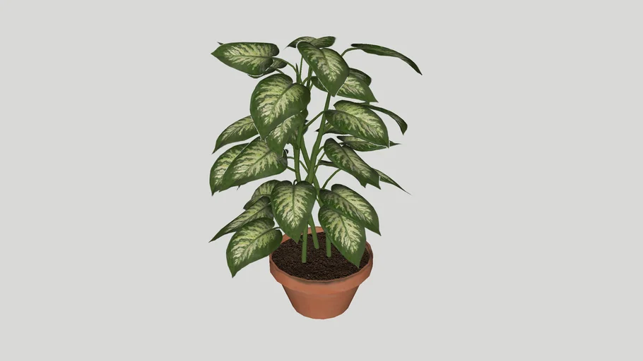 盆栽 Plants
